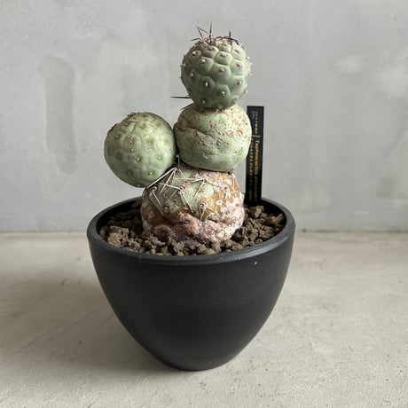 発根済み　多頭　テフロカクタス　ゲオメトリクス No.001 テフロカクタス ゲオメトリクス / Tephrocactus geometric