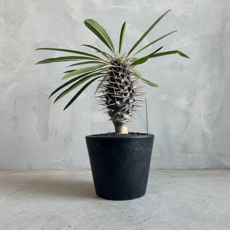 CATEGORY 塊根植物 | ソレトナ植物店