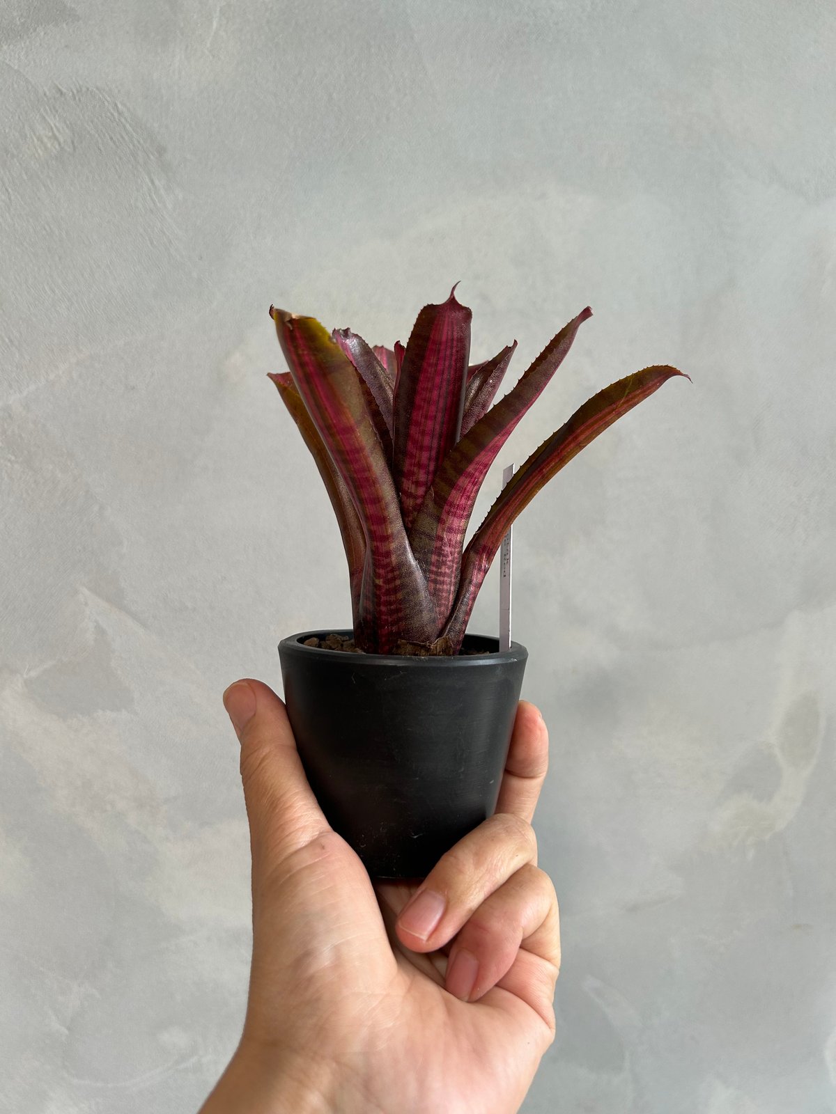 ネオレゲリア ロレナレクター ネオレゲリア lorena lector ビルベルギア エクメア - メルカリ