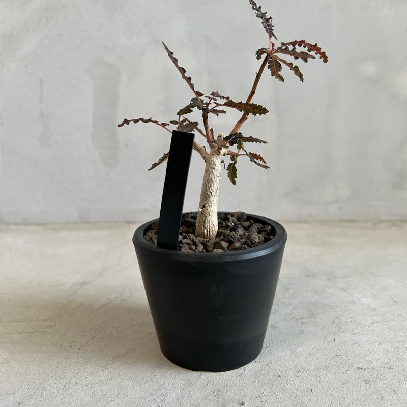 ボスウェリア ソコトラ×ナナ | ソレトナ植物店