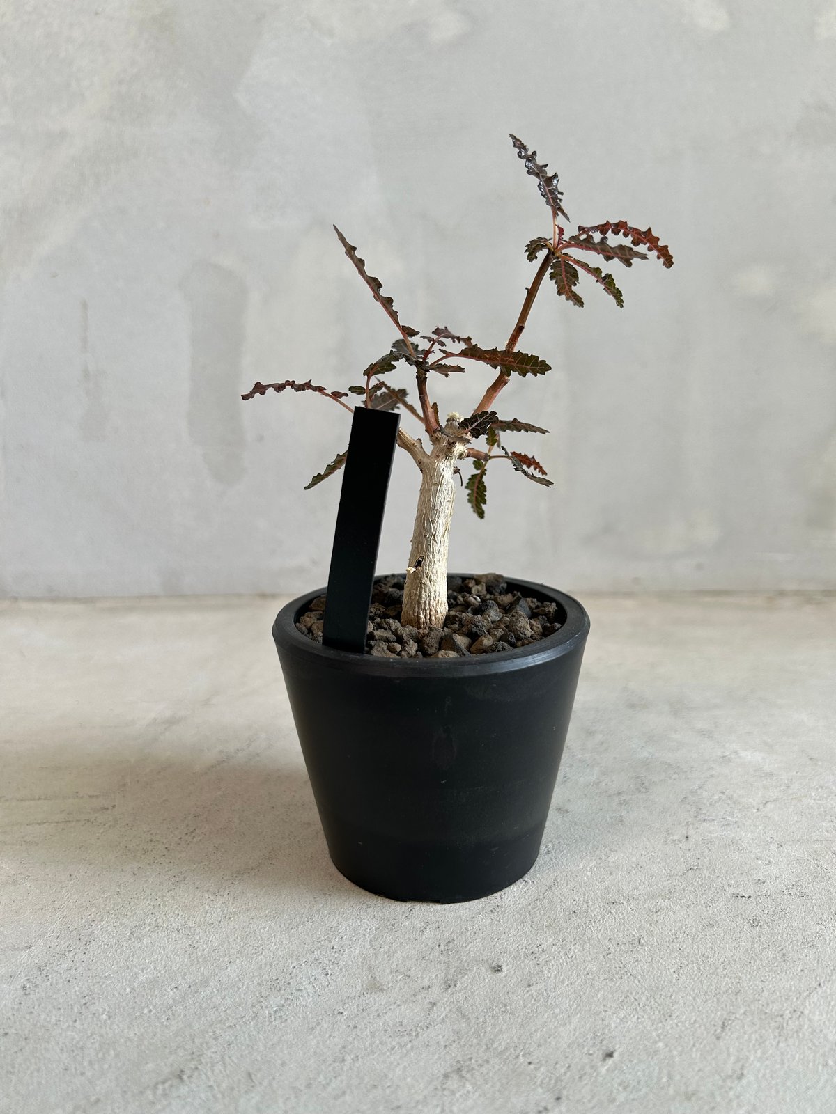 ボスウェリア ソコトラ×ナナ | ソレトナ植物店