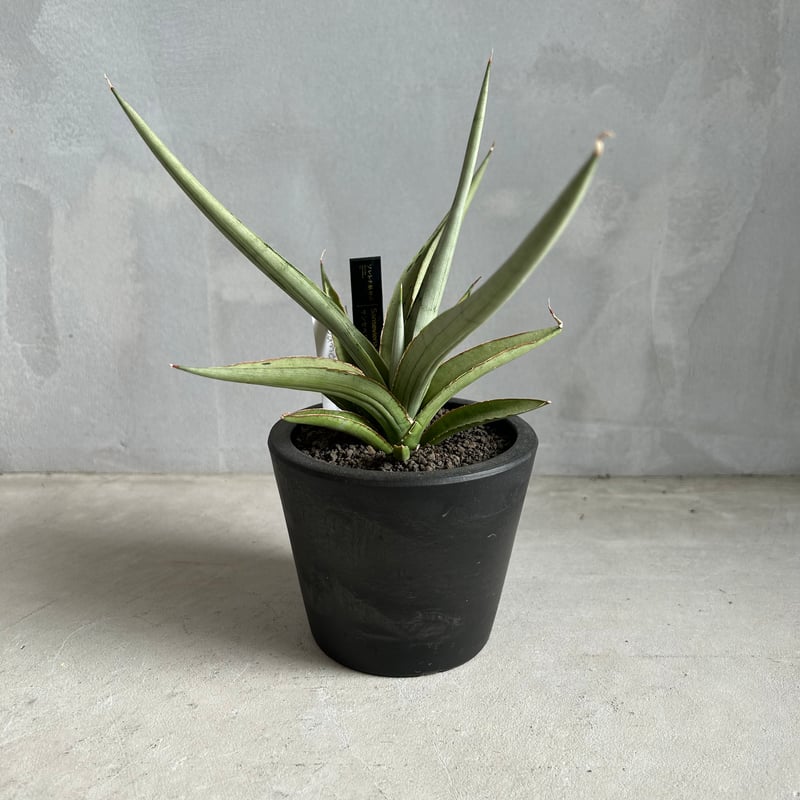 サンセベリア ダンシング ドラゴン | ソレトナ植物店