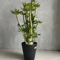 パキポディウム・ウィンゾリー タイ実生 パキポディウム ウィンゾリー(タイ実生苗) | ソレトナ植物店