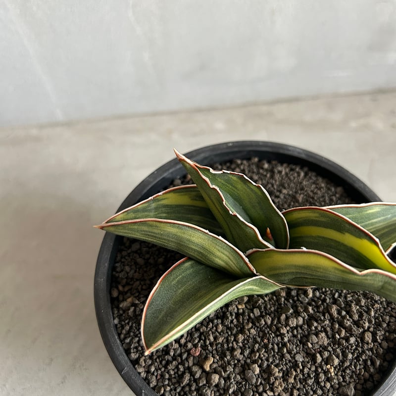 サンセベリア サムライ ドワーフ 斑入り | ソレトナ植物店