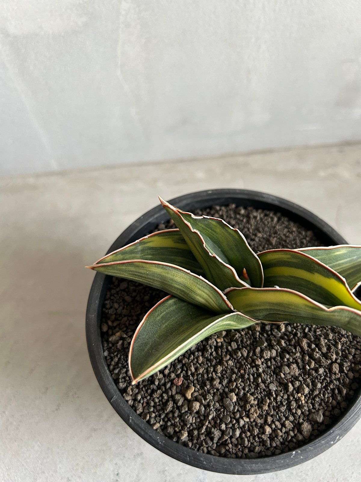サンセベリア サムライ ドワーフ 斑入り | ソレトナ植物店