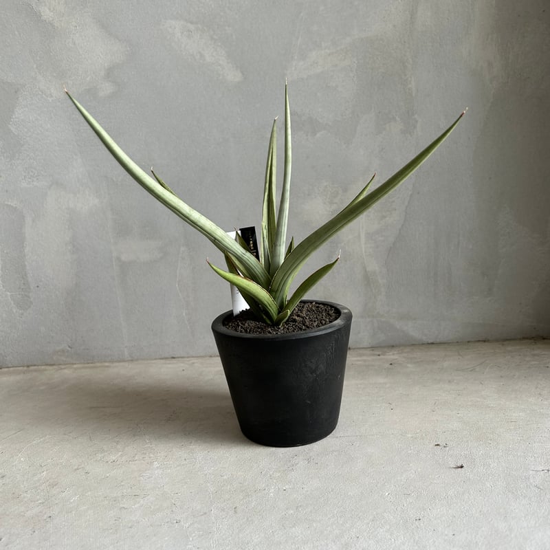 サンセベリア ダンシング ドラゴン | ソレトナ植物店