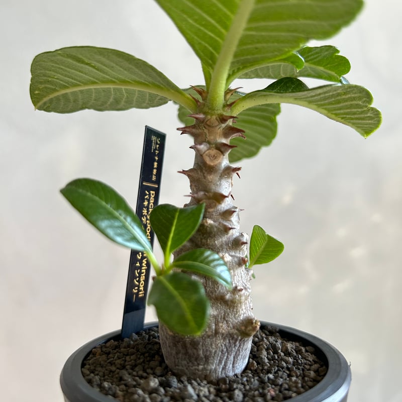 パキポディウム・ウィンゾリー、バロニー 実生苗　赤花セット① パキポディウム・ウィンゾリー | trigger