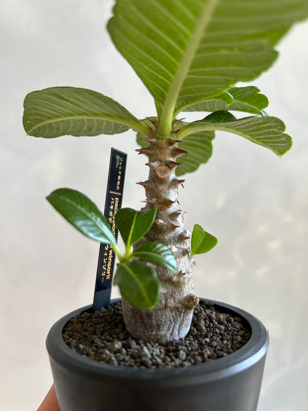 パキポディウム ウィンゾリー(実生苗) | ソレトナ植物店