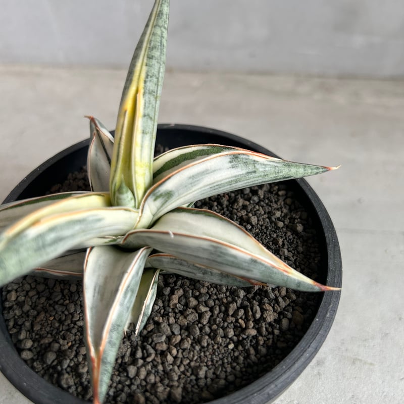 サンセベリア ブルー クローン 白斑 | ソレトナ植物店