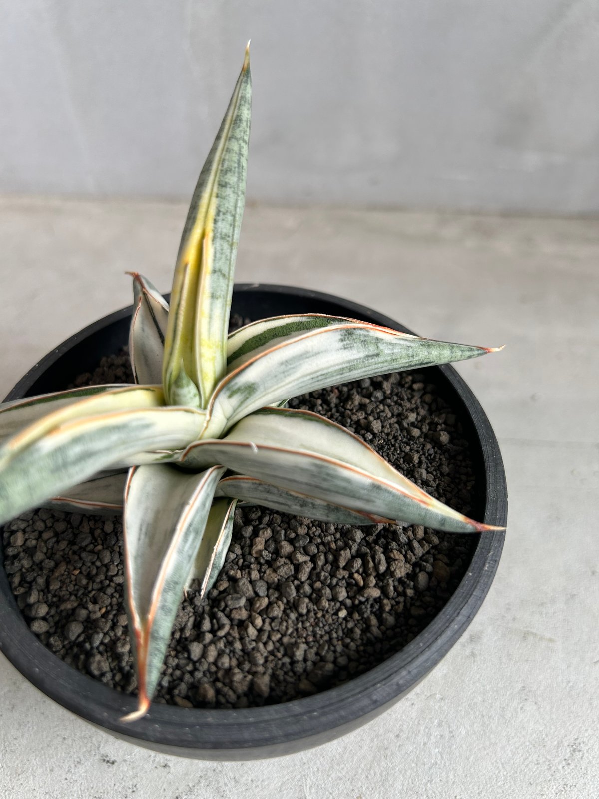 サンセベリア ブルー クローン 白斑 | ソレトナ植物店