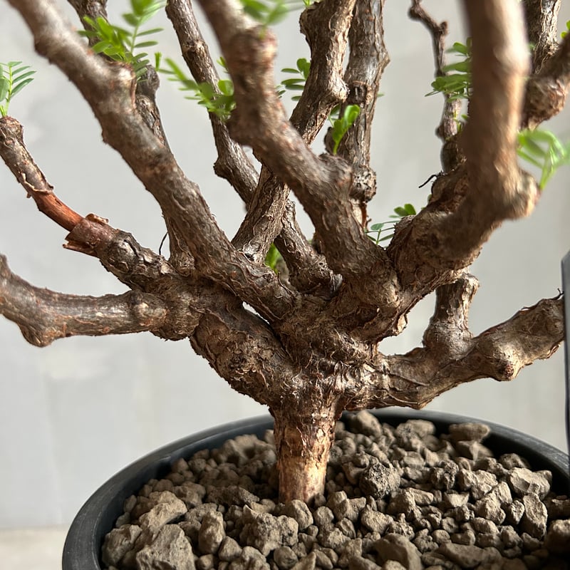 センナ メリディオナリス(実生) | ソレトナ植物店