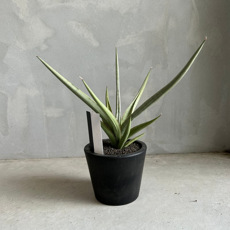 サンスベリア　ダンシングドラゴン Sansevieria Dancing dragon【artPLANTs】サンスベリア