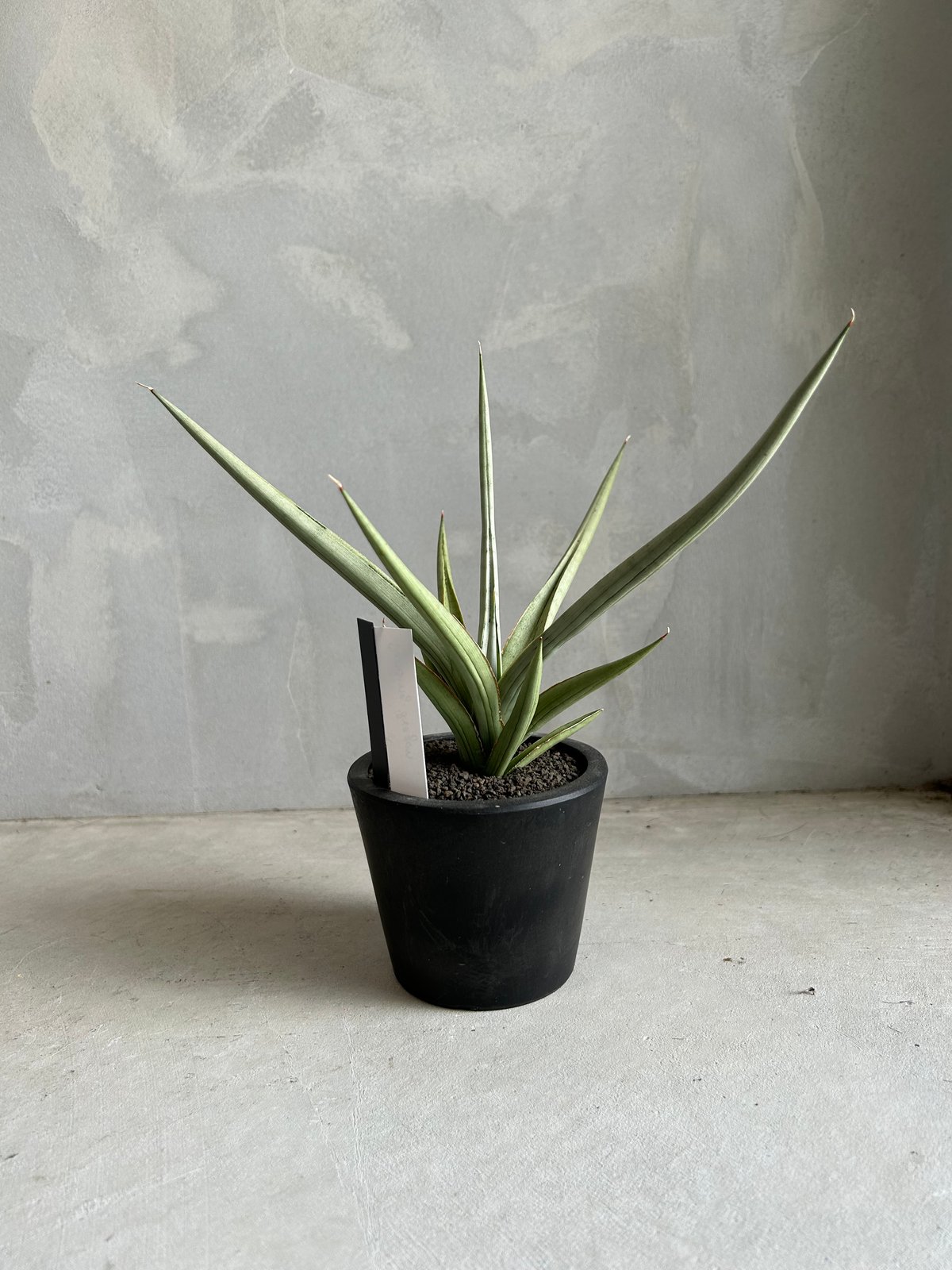 サンセベリア ダンシング ドラゴン | ソレトナ植物店