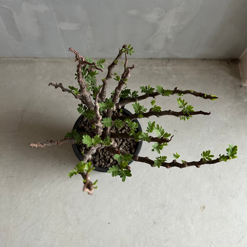 センナ メリディオナリス(実生) | ソレトナ植物店