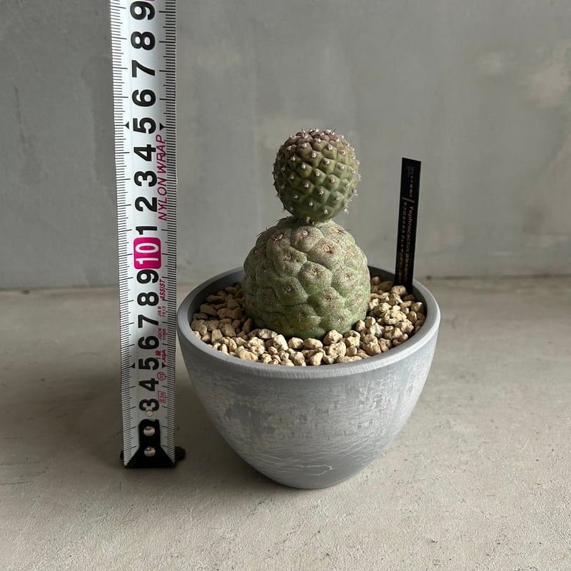 テフロカクタス ゲオメトリクス | ソレトナ植物店