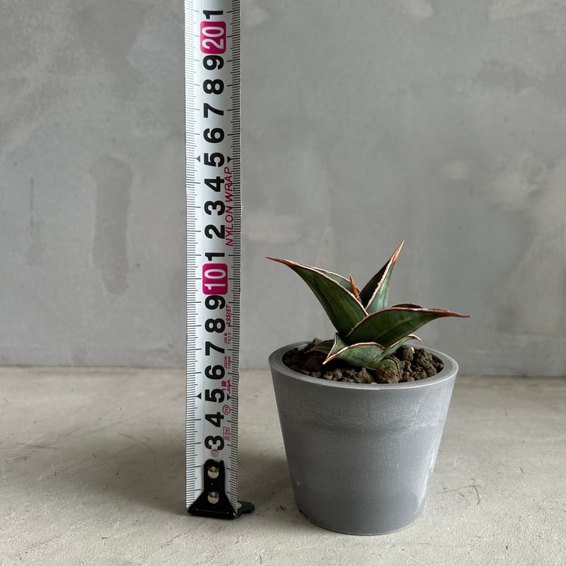 サンセベリア ピングイキュラ 斑入り | ソレトナ植物店