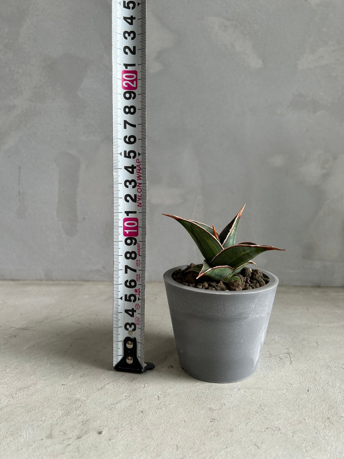 サンセベリア ピングイキュラ 斑入り | ソレトナ植物店