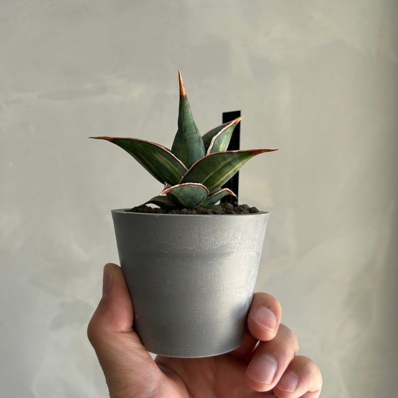 サンセベリア ピングイキュラ 斑入り | ソレトナ植物店