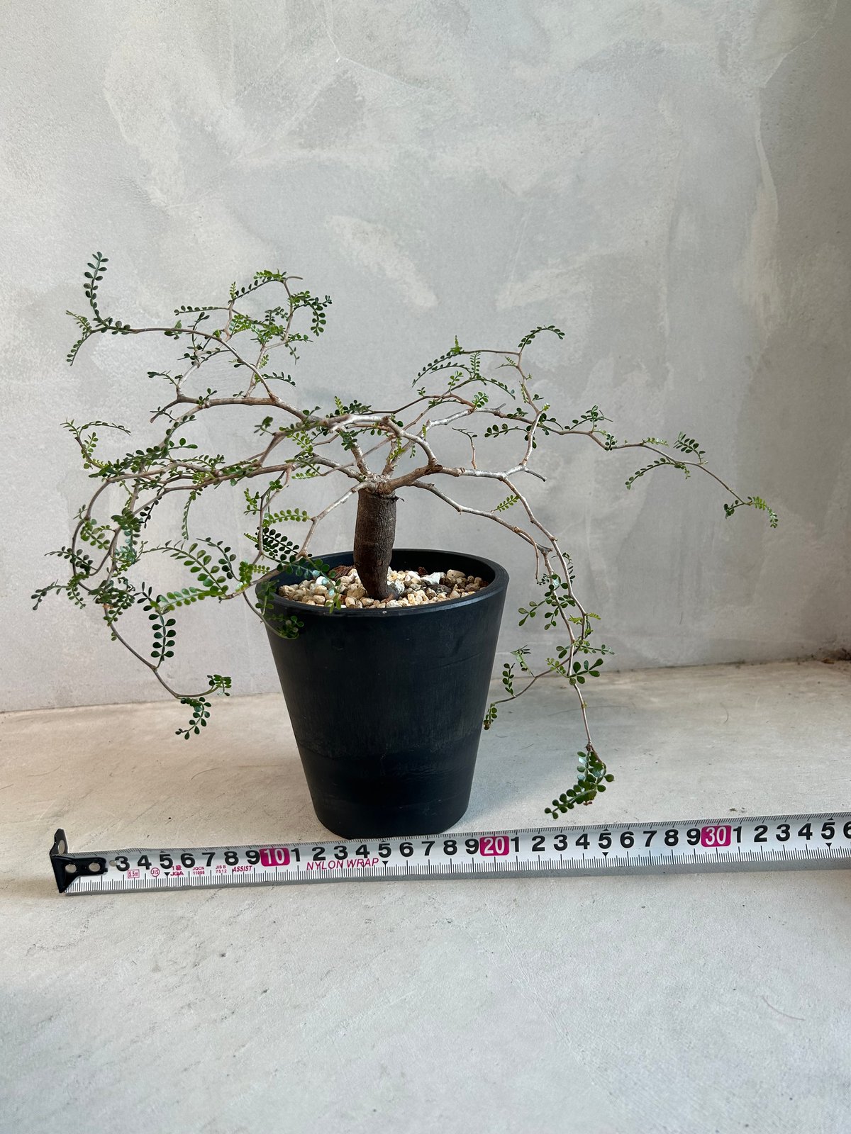 パキプス　陶器鉢　根挿し3〜4年目　オペルクリカリア・パキプス パキプス 陶器鉢 根挿し3〜4年目 オペルクリカリア・パキプス