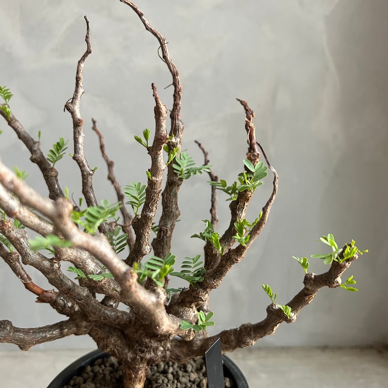 センナ メリディオナリス(実生) | ソレトナ植物店