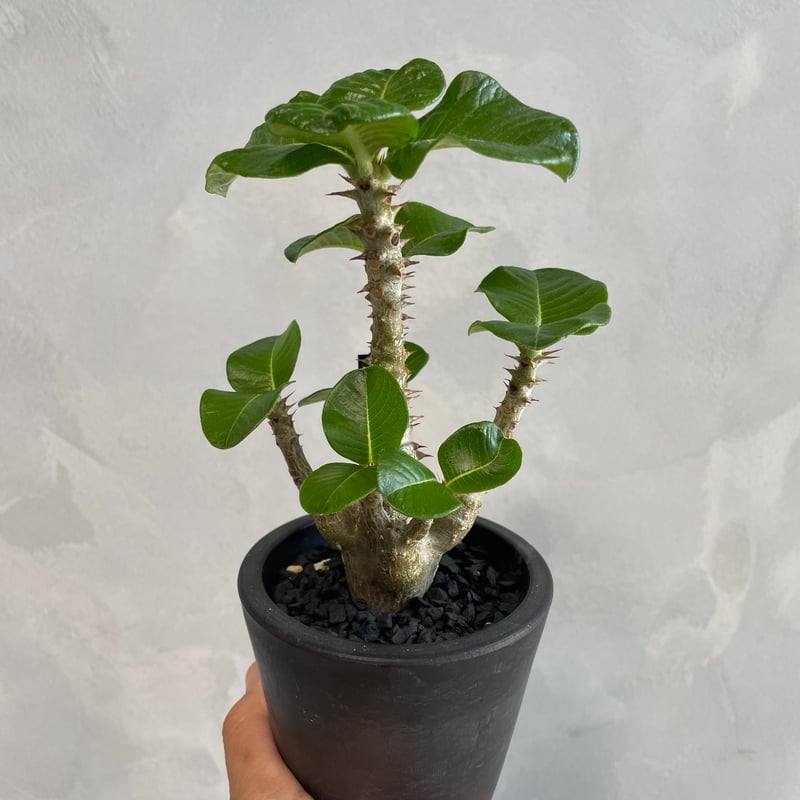 パキポディウム・ウィンゾリー タイ実生 パキポディウム ウィンゾリー(タイ実生苗) | ソレトナ植物店
