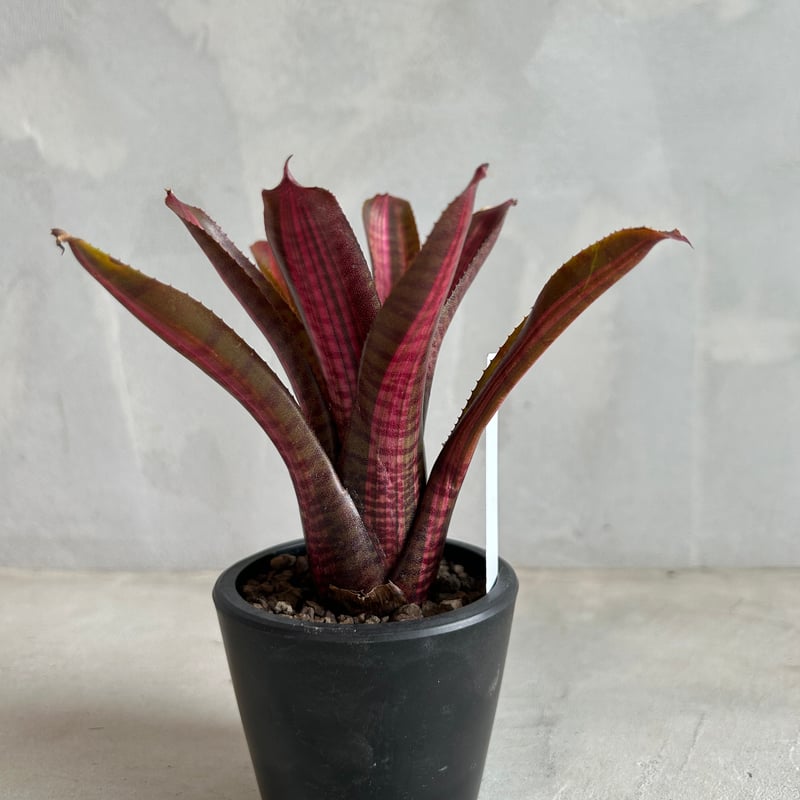 ネオレゲリア スコタッグズ コードレッド | ソレトナ植物店