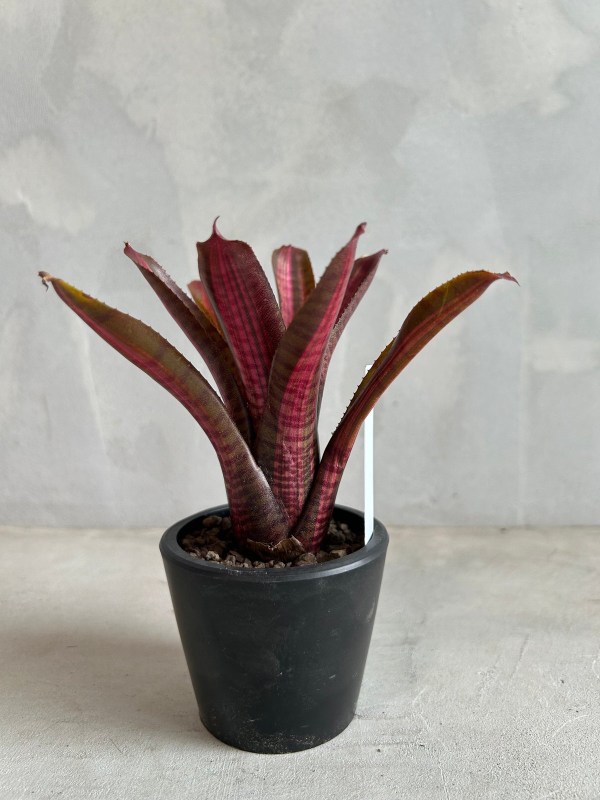 ネオレゲリア オレンス リサ、タグ付き ネオレゲリア オレンス リサ