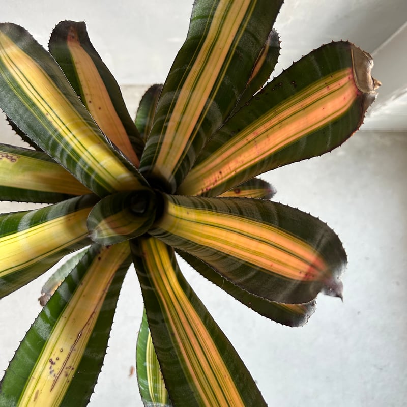 エクメア　ロベルトメネスカル エクメア ロベルト メネスカル | ソレトナ植物店