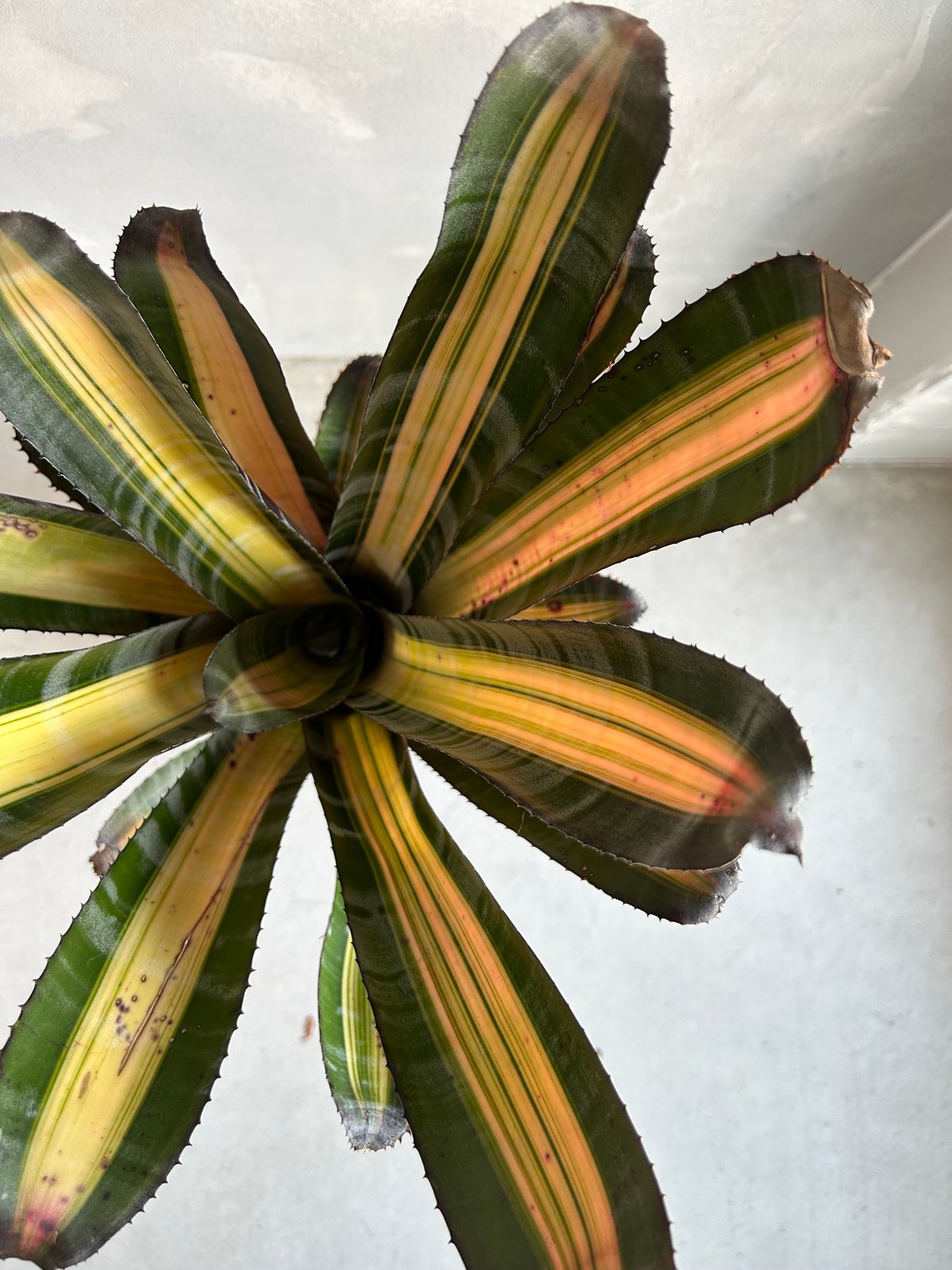 エクメア　ロベルトメネスカル エクメア ロベルト メネスカル | ソレトナ植物店