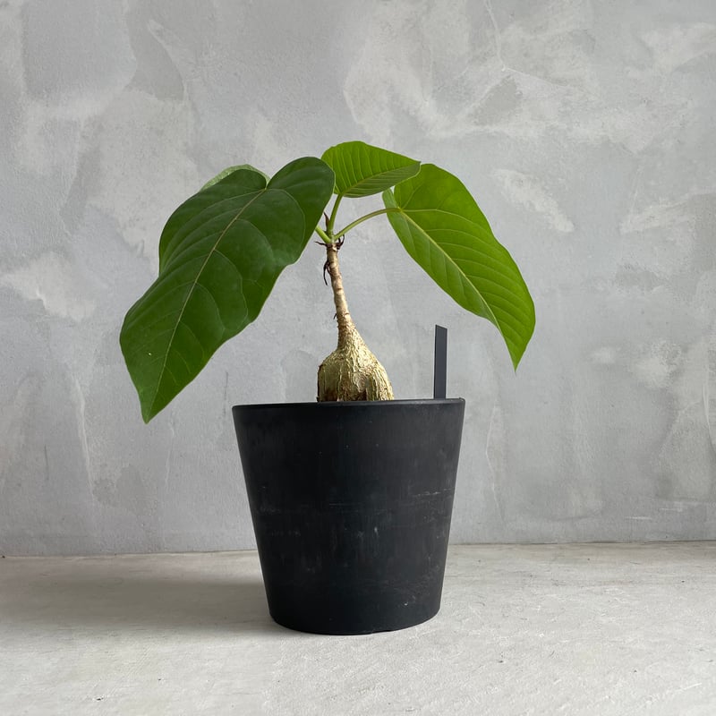 フィカス　パルメリー　塊根 フィカス パルメリー | ソレトナ植物店