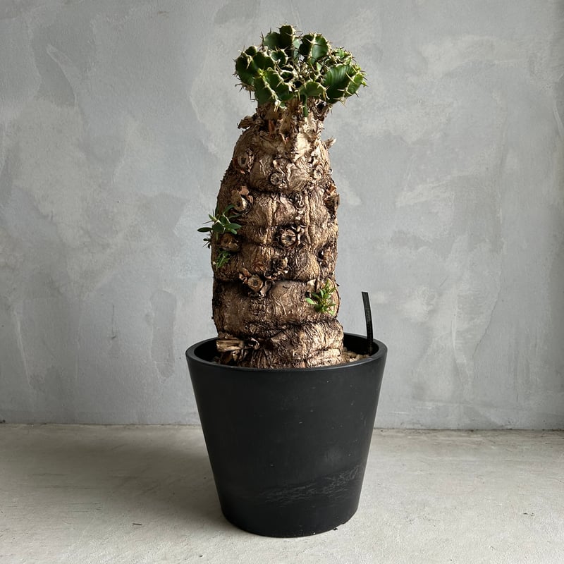 ユーフォルビア ムランジーナ (発根済み) | ソレトナ植物店