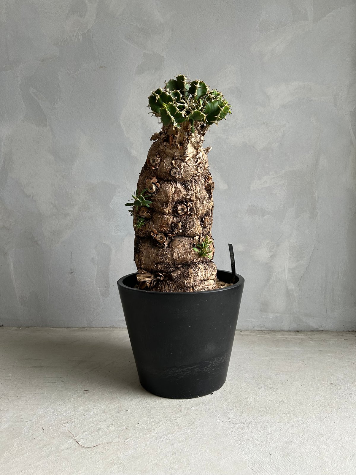 ユーフォルビア　ムランジーナ　発根済　塊根植物 ユーフォルビア ムランジーナ (発根済み) | ソレトナ植物店