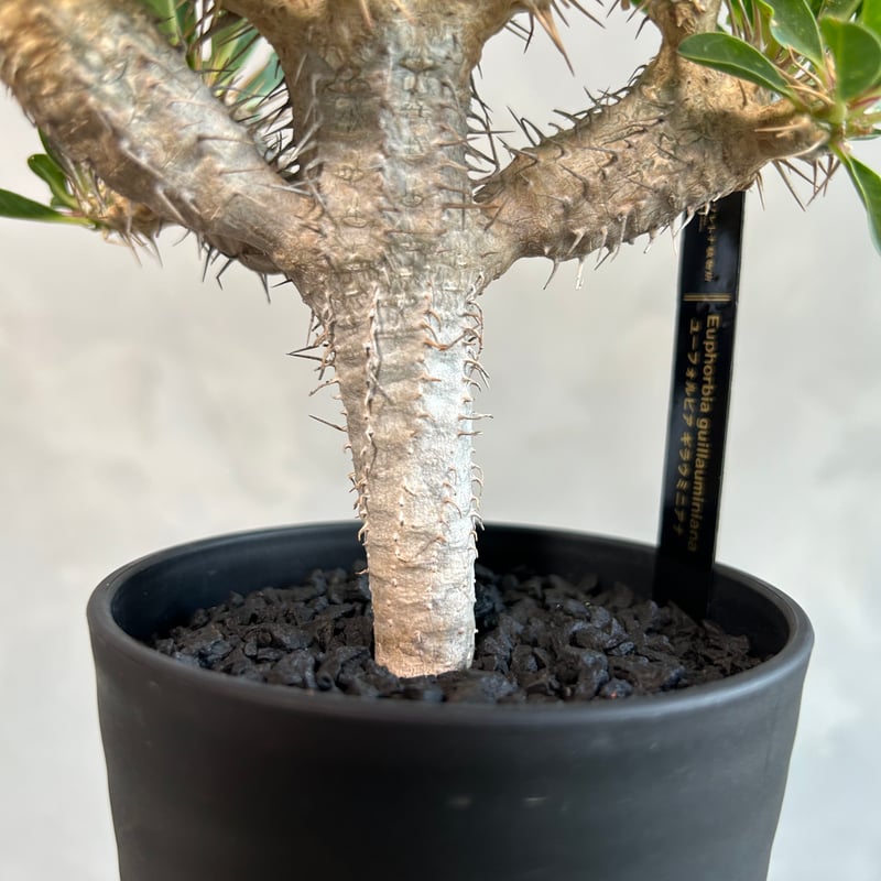 ユーフォルビア　ギラウミニアナ　実生株⑦ 多分岐 ユーフォルビアギラウミニアナ実生 現品鉢ごと発送