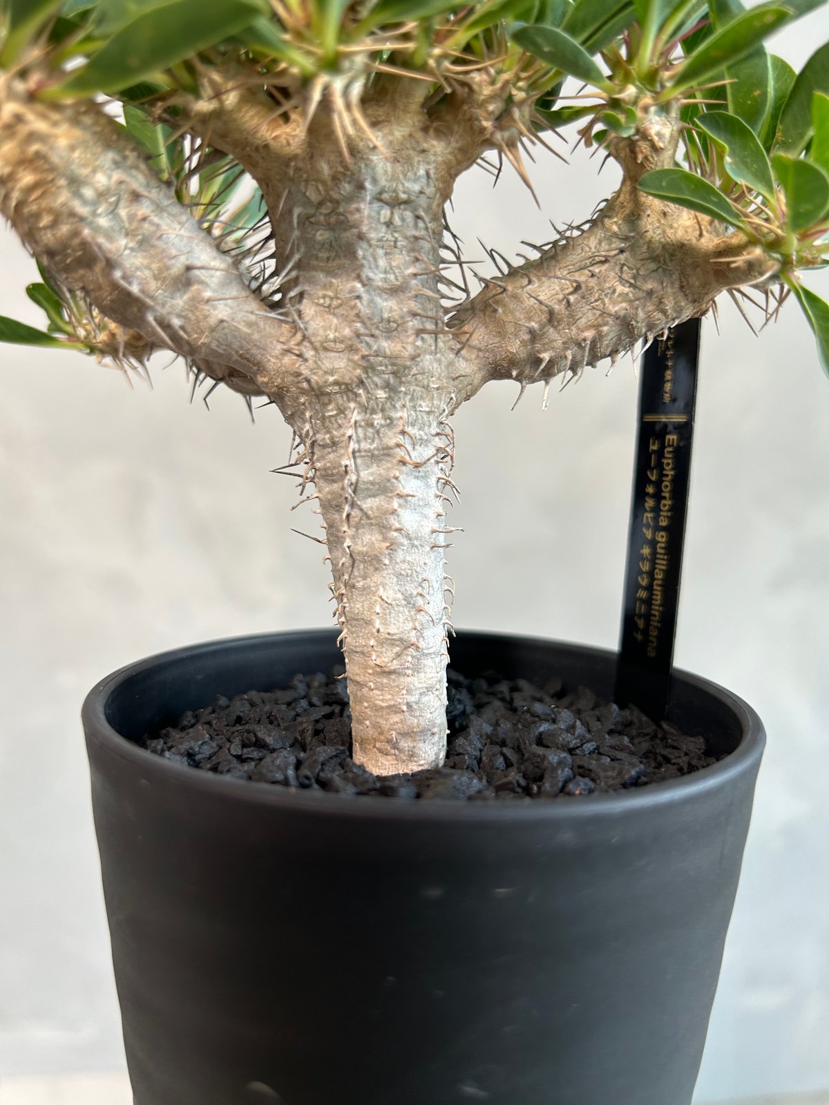 ユーフォルビア ギラウミニアナ(実生苗) | ソレトナ植物店