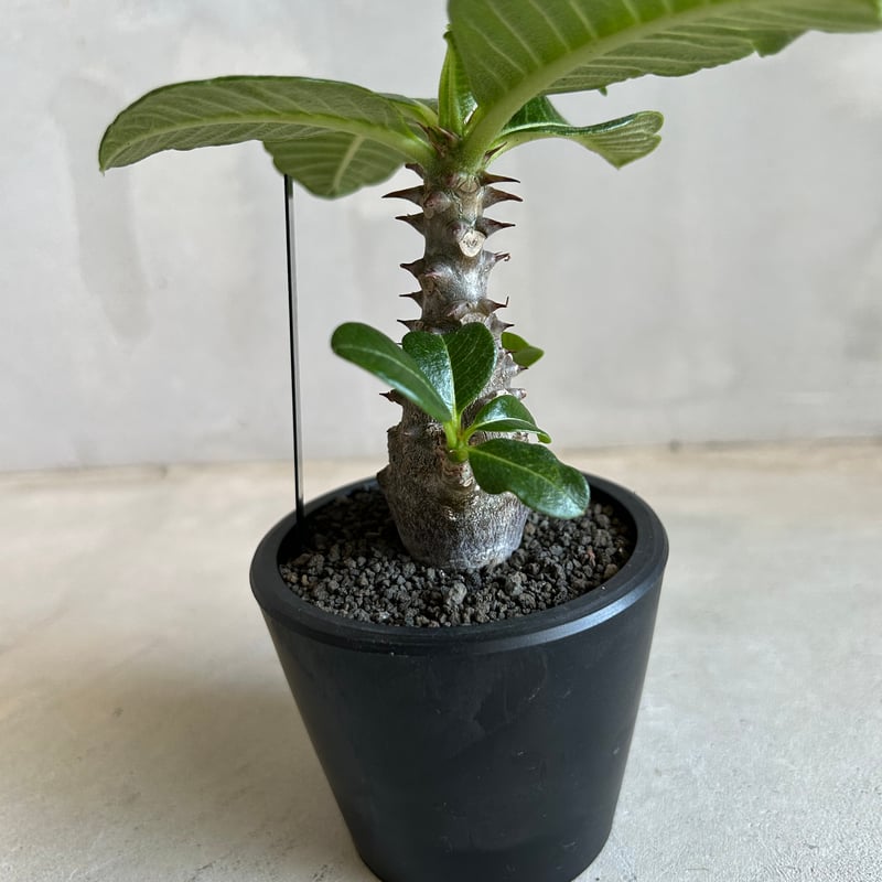 パキポディウム ウィンゾリー(実生苗) | ソレトナ植物店