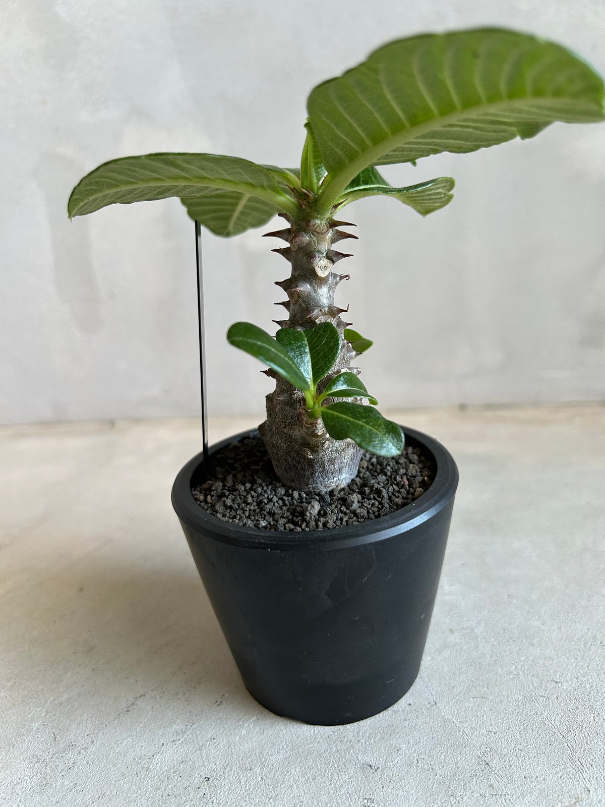 パキポディウム ウィンゾリー(実生苗) | ソレトナ植物店