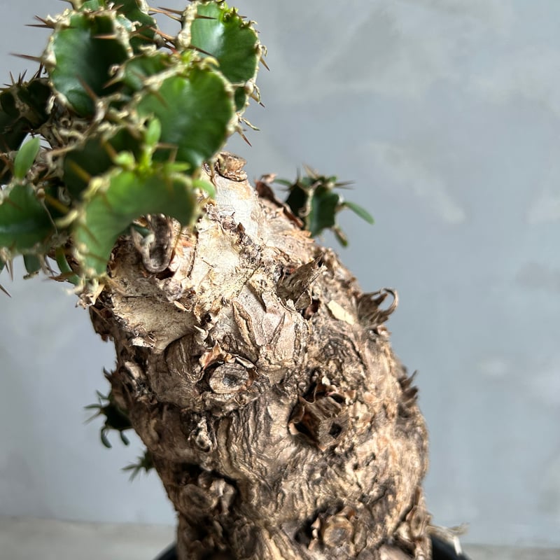 ユーフォルビア ムランジーナ (発根済み) | ソレトナ植物店