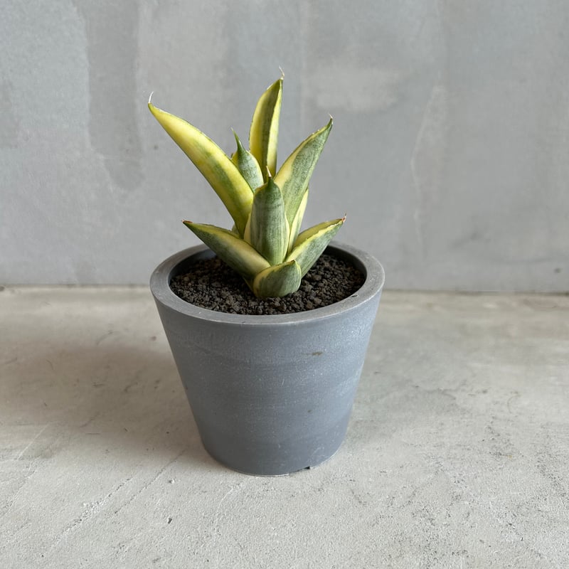 サンセベリア パゴダ 斑入り | ソレトナ植物店