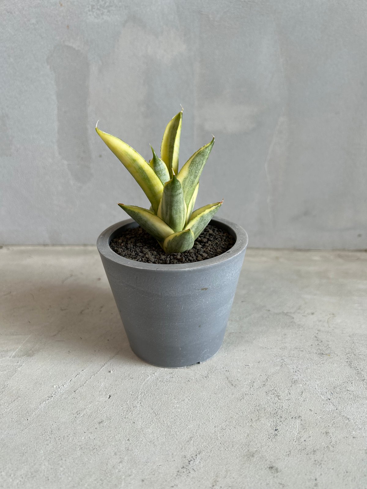 サンセベリア パゴダ 斑入り サンセベリア パゴダ 斑入り | ソレトナ植物店