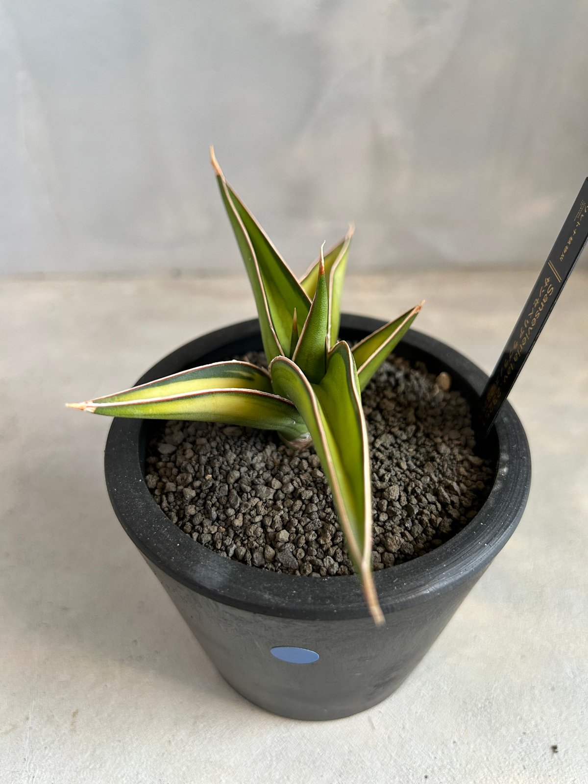 サンセベリア lav.23251 | ソレトナ植物店