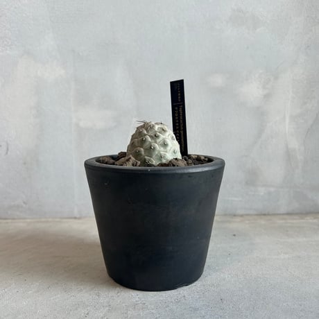 テフロカクタスゲオメトリクス | STORES