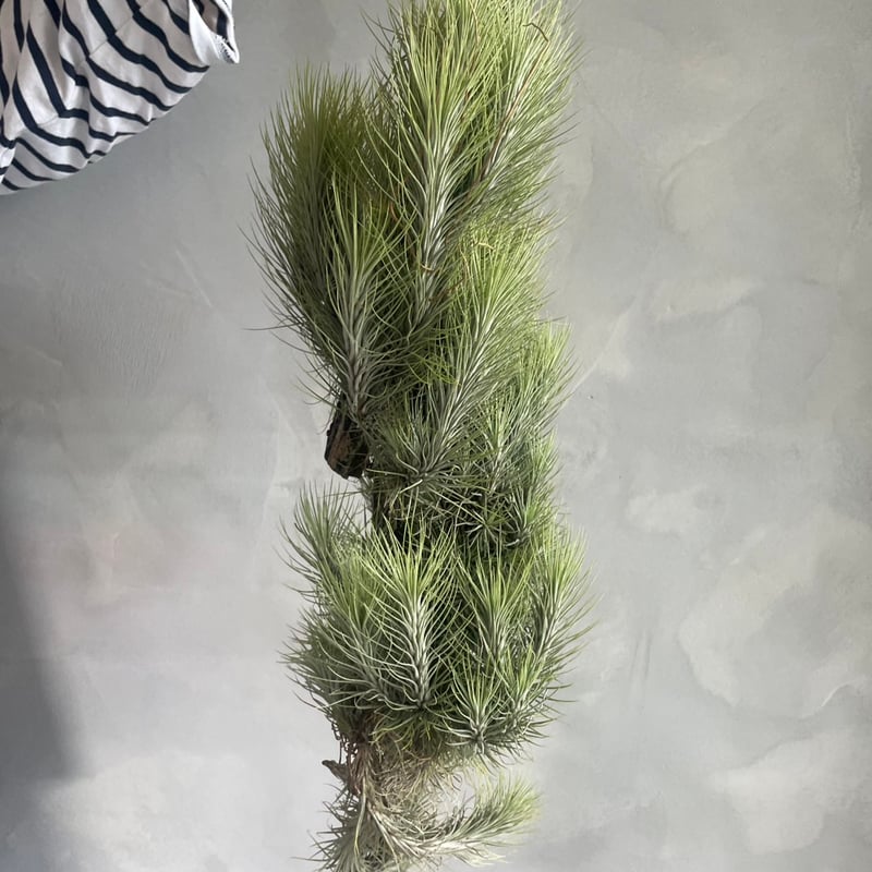 特大 チランジア フンキアナ クランプ エアープランツ チランジア：フンキアナ クランプ の通販 | 園芸ネット