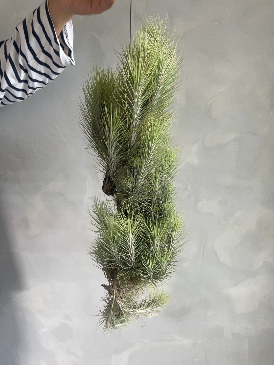 ティランジア フンキアナ(クランプ) | ソレトナ植物店