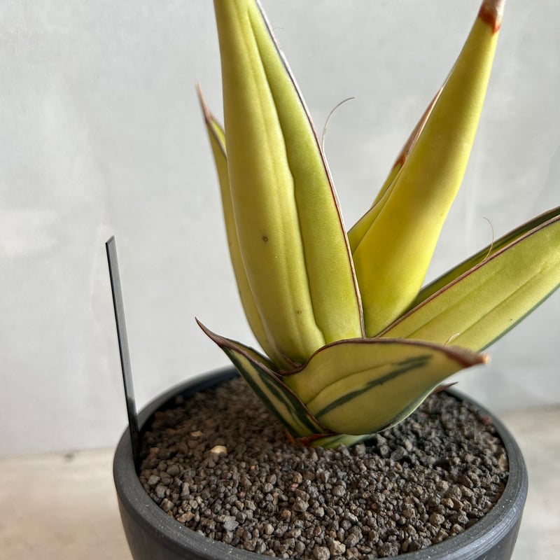 サンセベリア ピングイキュラ 斑入り | ソレトナ植物店