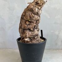 ユーフォルビア ムランジーナ (発根済み) | ソレトナ植物店