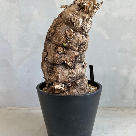 ムランジーナ | STORES