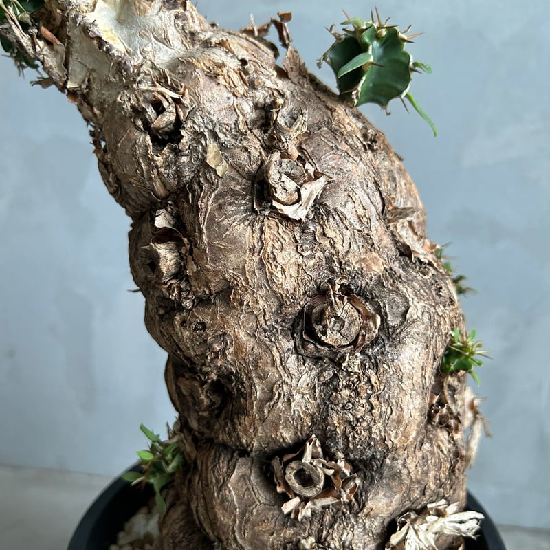 ユーフォルビア ムランジーナ (発根済み) | ソレトナ植物店