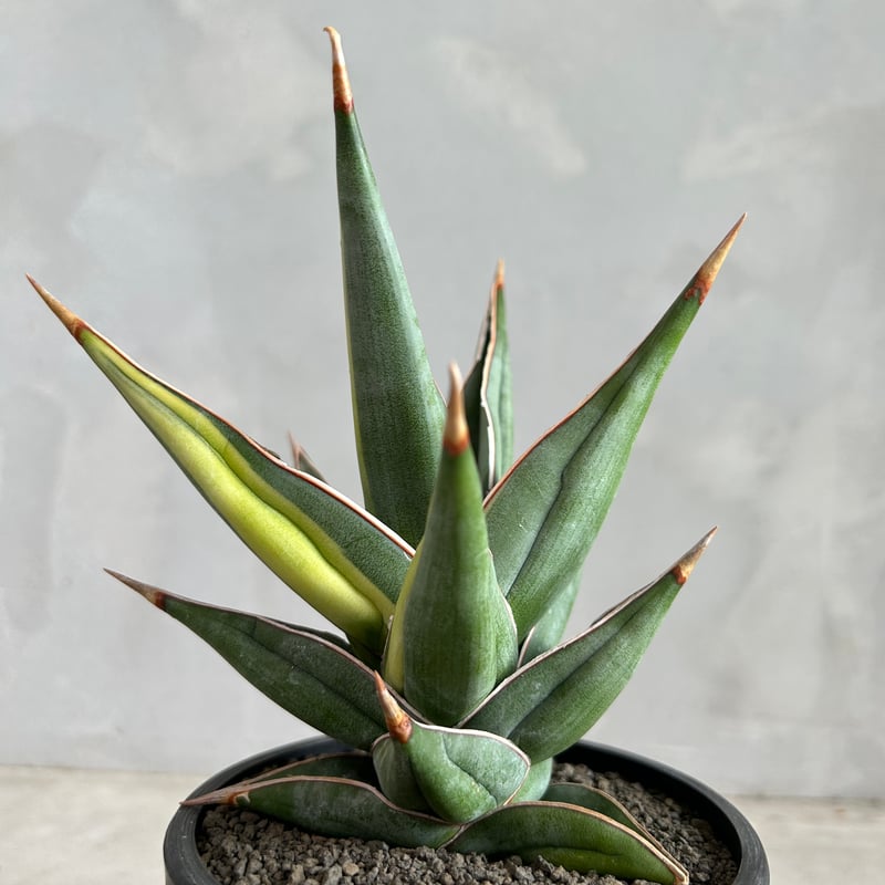 ご確認用 サンスベリア ピングイキュラ 専用】ピングイキュラ 【公式通販】