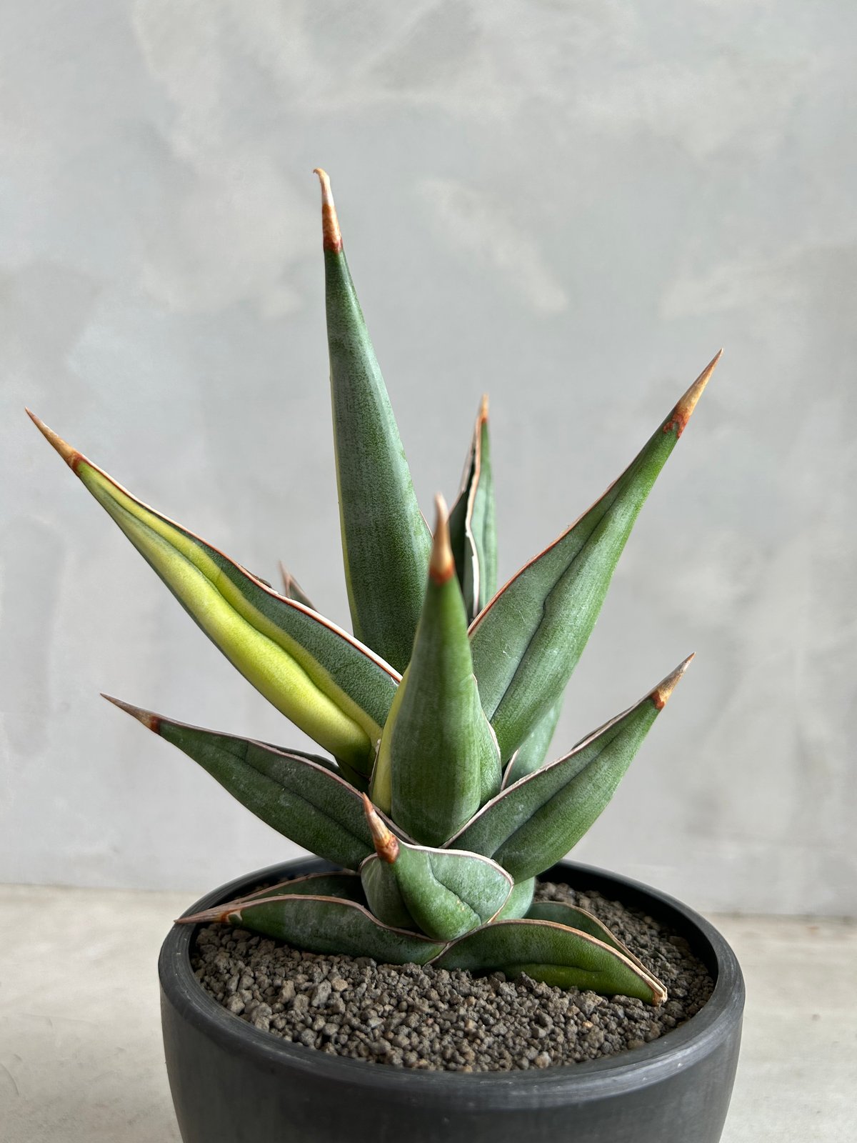サンセベリア ピングイキュラ 斑入り | ソレトナ植物店