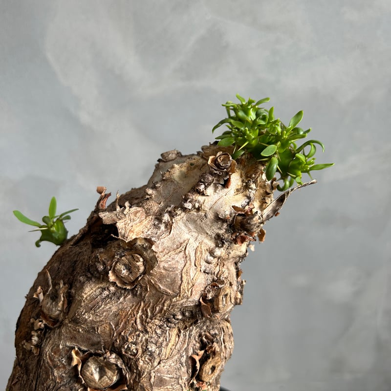 ユーフォルビア ムランジーナ (発根済み) | ソレトナ植物店